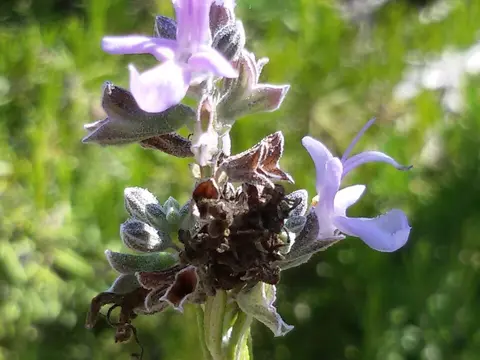 la flor de la planta, en detalle