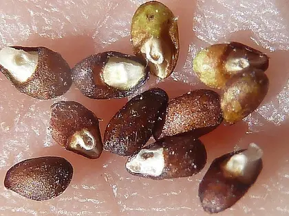 el fruto de la planta, en detalle