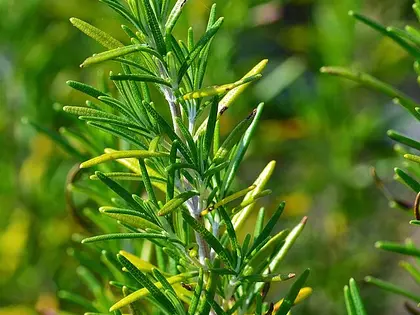 la hoja de la planta, en detalle