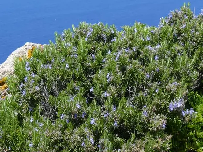 la planta de la planta, en detalle
