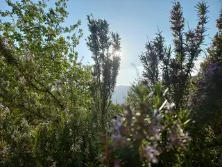 Romero (Rosmarinus officinalis)