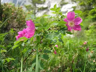 Rosa (Rosa)