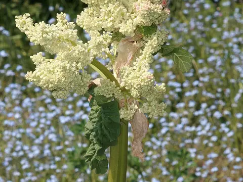 la flor de la planta, en detalle