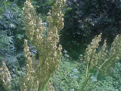 el fruto de la planta, en detalle