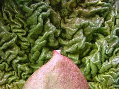 la hoja de la planta, en detalle