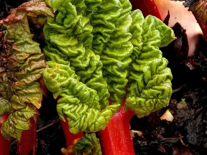 la planta de la planta, en detalle