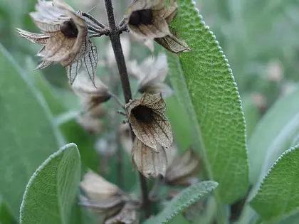 el fruto de la planta, en detalle
