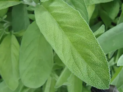 la hoja de la planta, en detalle