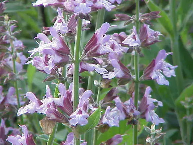 Salvia (Salvia officinalis)