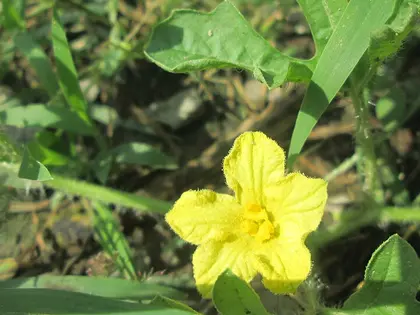 la flor de la planta, en detalle