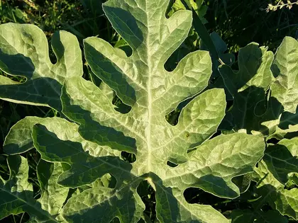 la hoja de la planta, en detalle