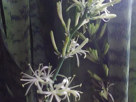 la flor de la planta, en detalle