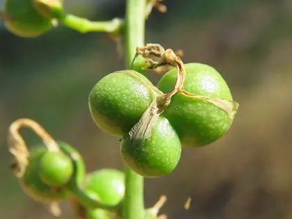 el fruto de la planta, en detalle