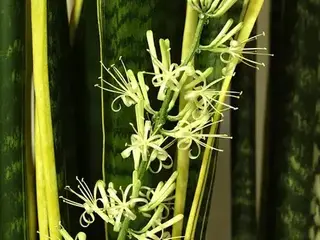 Sansevieria (Dracaena trifasciata)