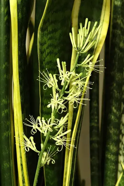 Sansevieria (Dracaena trifasciata)