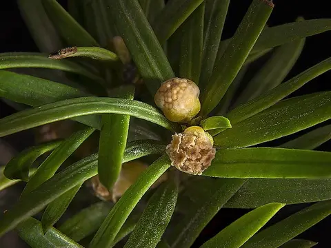 la flor de la planta, en detalle