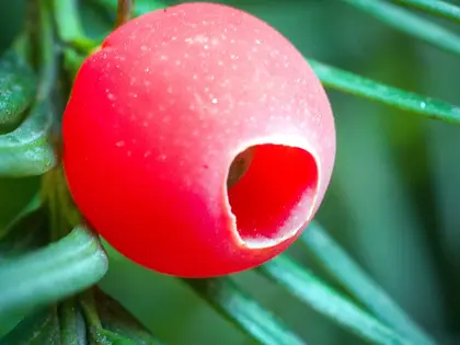 el fruto de la planta, en detalle
