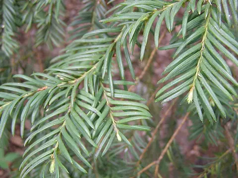 la hoja de la planta, en detalle