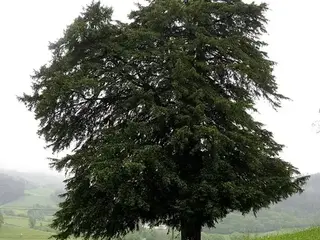 Tejo (Taxus baccata)
