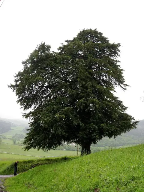 Tejo (Taxus baccata)
