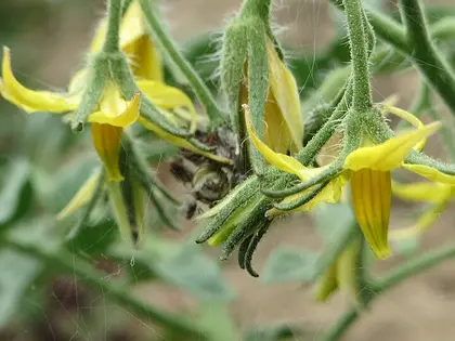 la flor de la planta, en detalle