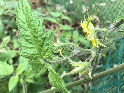 la hoja de la planta, en detalle