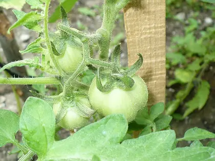 el fruto de la planta, en detalle