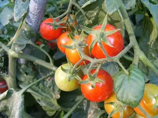 Tomatera (hojas y tallo) (Solanum lycopersicum)