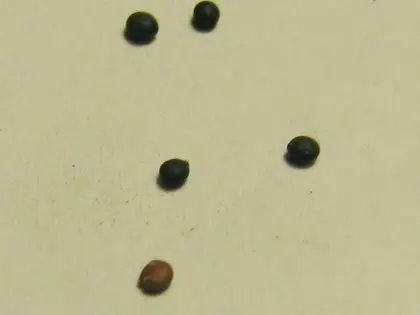 el fruto de la planta, en detalle