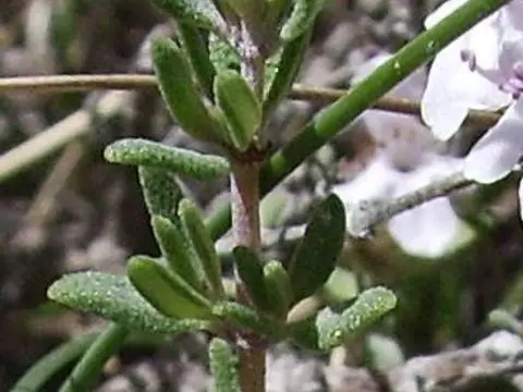 la hoja de la planta, en detalle