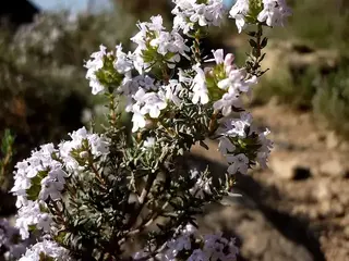 Tomillo (Thymus vulgaris)