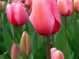 Tulipán (Tulipa)