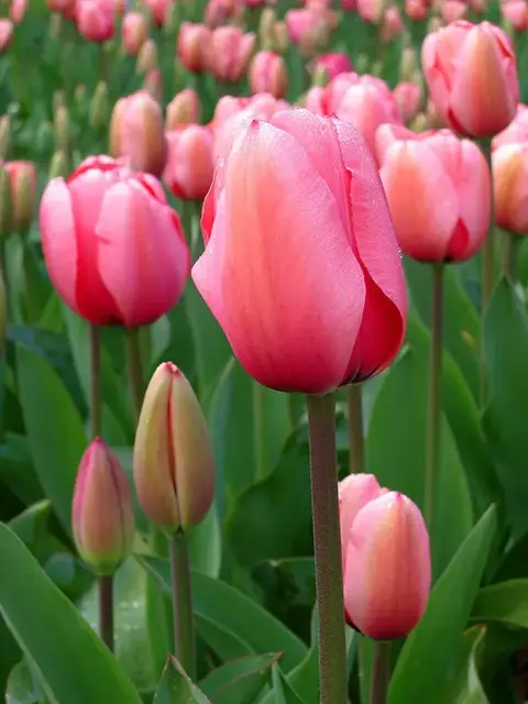 Tulipán (Tulipa)