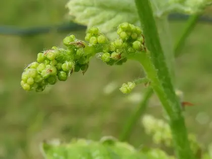 la flor de la planta, en detalle