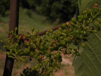 el fruto de la planta, en detalle