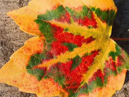 la hoja de la planta, en detalle
