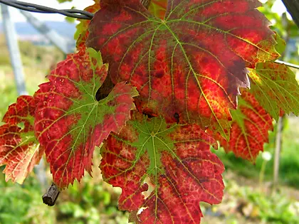 la planta de la planta, en detalle
