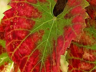 Vid (Vitis vinifera)
