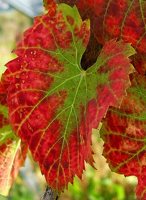 Vid (Vitis vinifera)