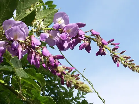 la flor de la planta, en detalle