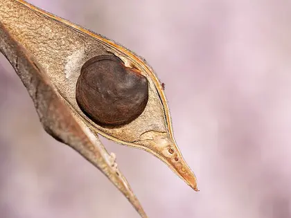 el fruto de la planta, en detalle