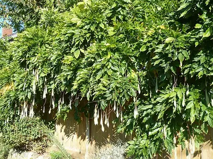 la planta de la planta, en detalle