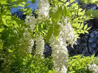 Wisteria (Wisteria sinensis)