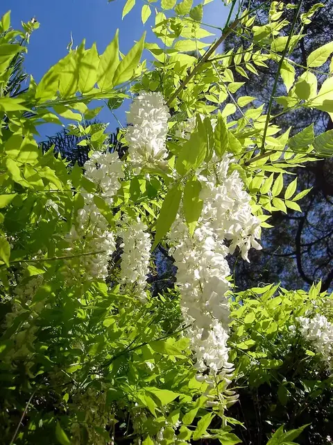 Wisteria (Wisteria sinensis)