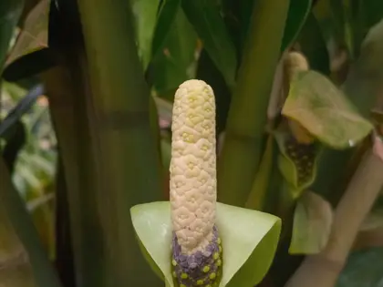 la flor de la planta, en detalle