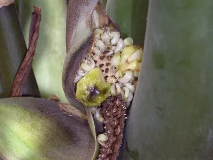 el fruto de la planta, en detalle