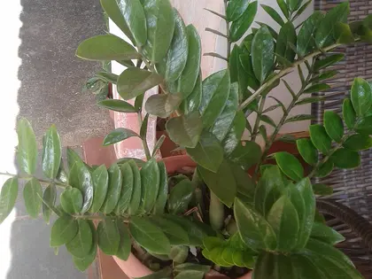la planta de la planta, en detalle