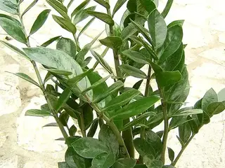 Zamioculca (Zamioculcas zamiifolia)