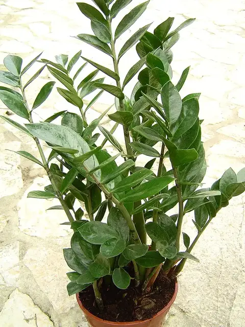 Zamioculca (Zamioculcas zamiifolia)
