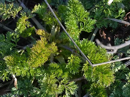 la hoja de la planta, en detalle